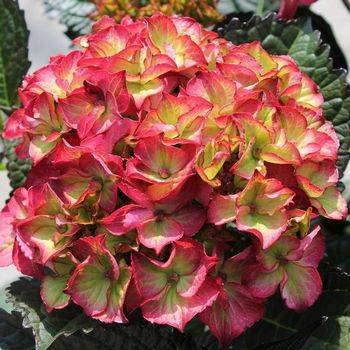 Гортензия крупнолистная ‘Red Angel’ Hydrangea macrophylla ‘Red Angel’